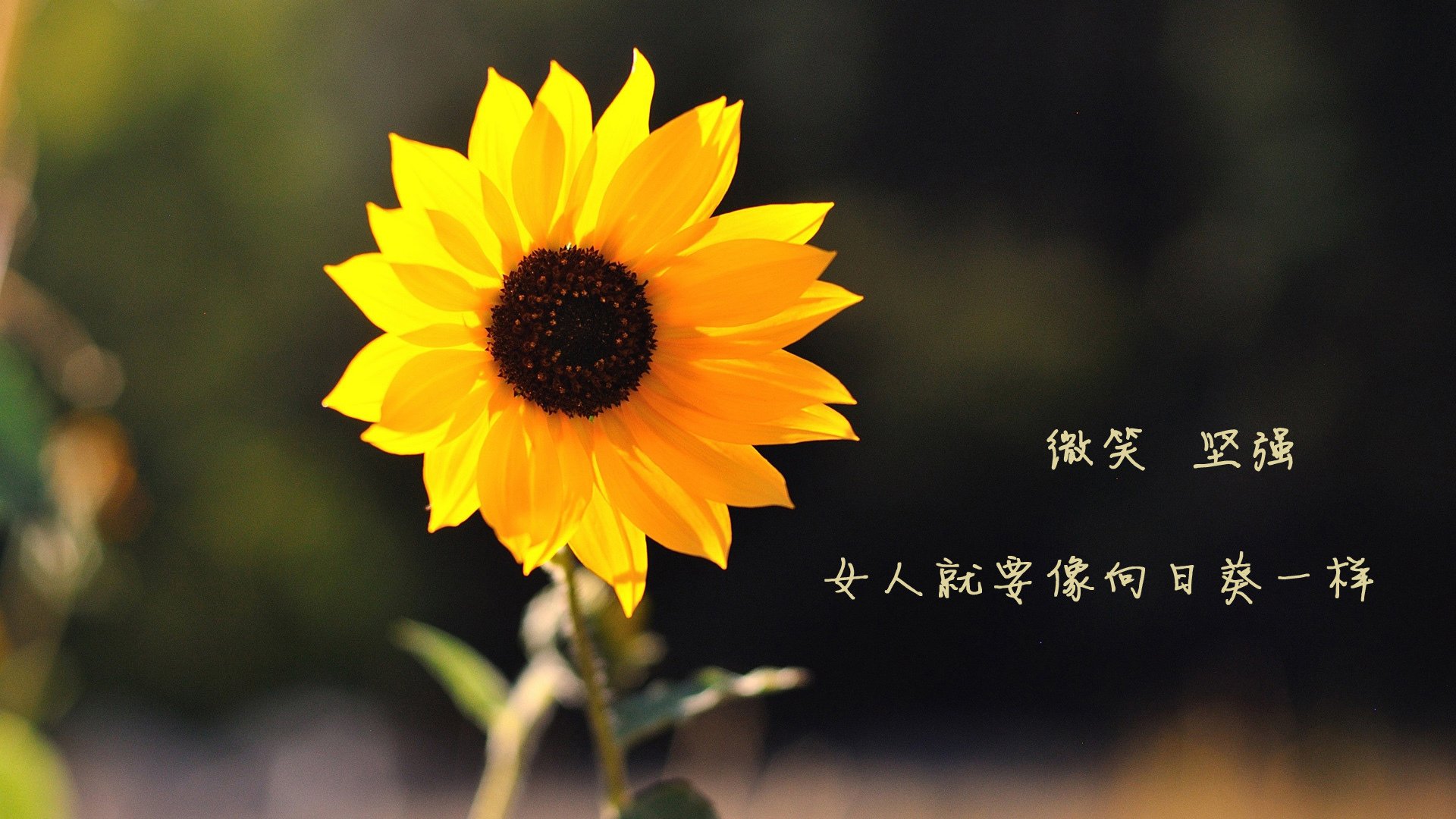 五大联赛逆转比赛发生时间是否集中在比赛后段,五大联赛转会规则