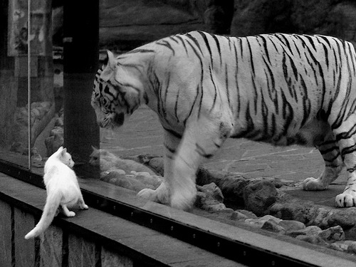 从中超联赛看中国足球 热血走势凸显希望,中超足协杯赛程2021