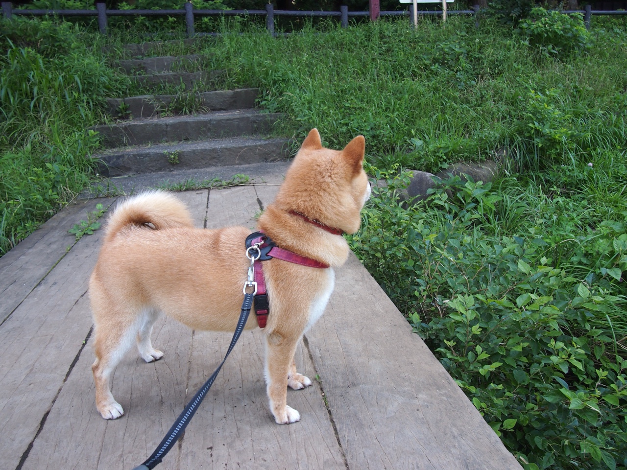 王者荣耀主播带粉上分节目反响热烈，王者荣耀主播带粉收费