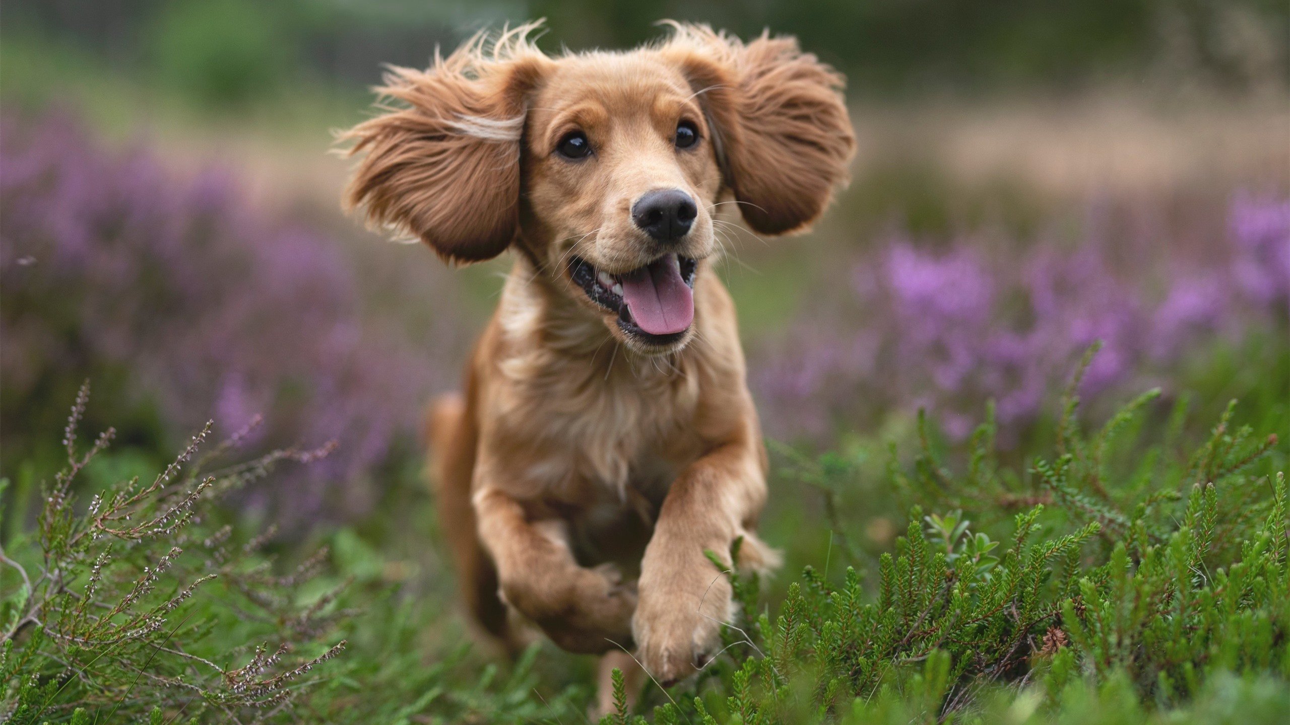 球队节奏过快是否易导致防守轮转混乱,篮球节奏型球员