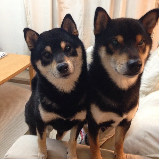 九游体育官网入口-南非羚羊队：以高强度的身体对抗与进攻终结力为球队争光，南非羚羊银币