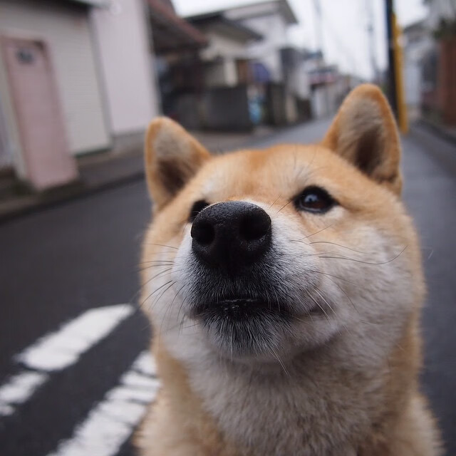 九游官网入口注册-奇库诺娃决赛表现打破外界质疑，奇库比是什么意思
